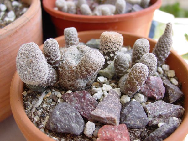 Maihueniopsis_ clavarioides